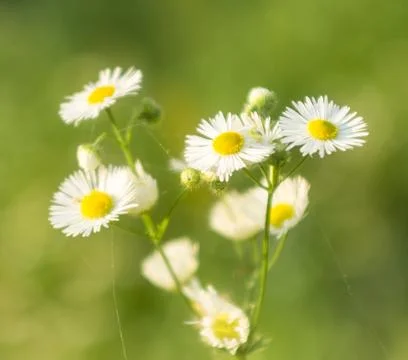 Small daisies close-up, soft focus, gentle warm color Stock Photos