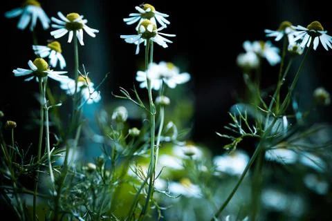 Small daisies in fields Stock Photos