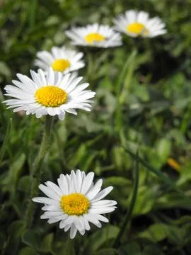 Small daisies in the grass 写真素材