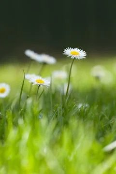 Small Daisies on Green Grass Foto stock