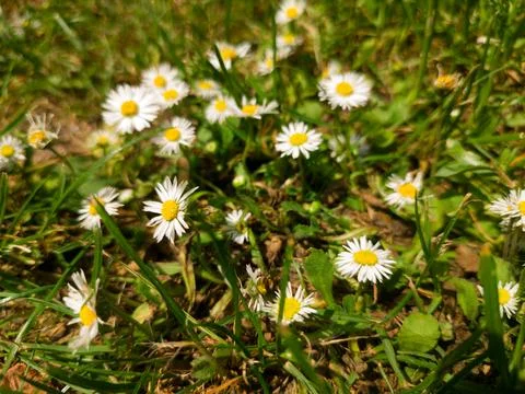 Small daisies Stock Photos