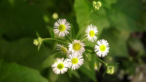 Small Daisies In The Sunbeams. Stock-Footage 91222797