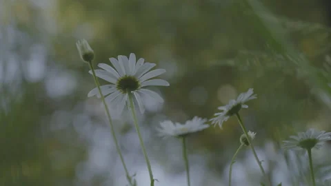 Small daisies sway in wind on blurred background of tree Video stock 245355542