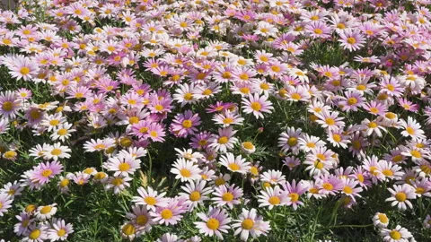 Small daisy chamomile big chrysanthemum chrysanthemum beautiful flower small fre Stock Footage 245022236