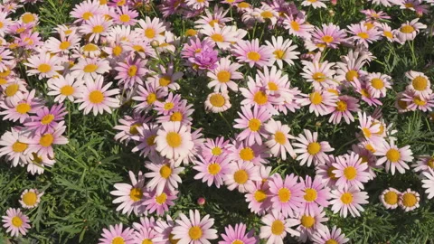 Small daisy chamomile big chrysanthemum chrysanthemum beautiful flower small fre Stock Footage 245040090