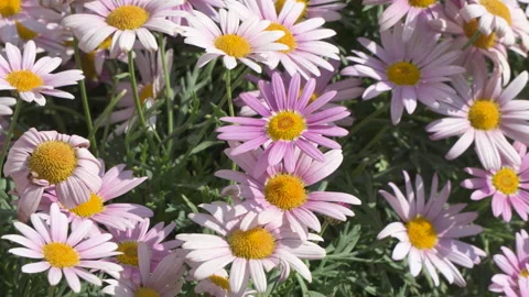 Small daisy chamomile big chrysanthemum chrysanthemum beautiful flower small fre Stock Footage 245041282