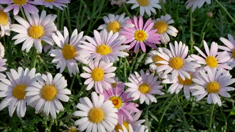 Small daisy chamomile big chrysanthemum chrysanthemum beautiful flower small fre Stock Footage 245041894