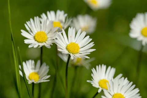 Small daisy flower Stock Photos