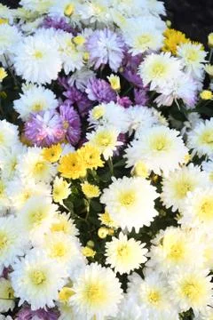 Small daisy flowers bush, red, yellow, white, green colors Foto stock
