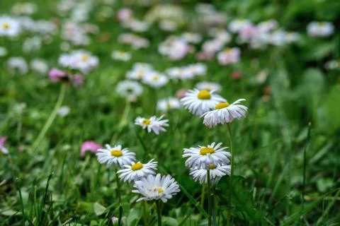 Small daisy flowers close-up. Stock Photos