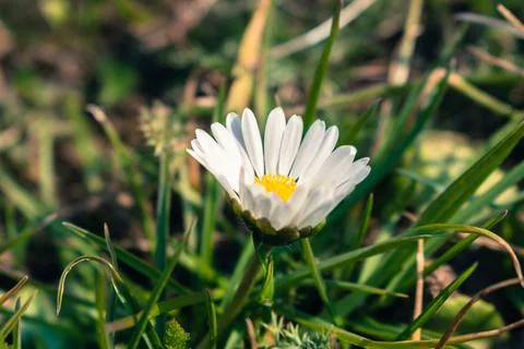 Small daisy growing in the grass Stock Photos