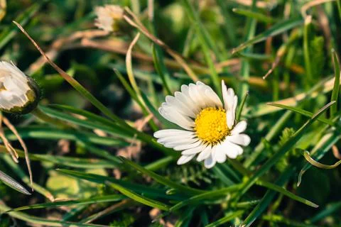 Small daisy growing in the grass Stock Photos