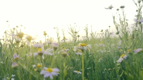 Small Daisy Wildflowers Glowing Softly in Warm Golden Sunset Light Stock Footage 341870582