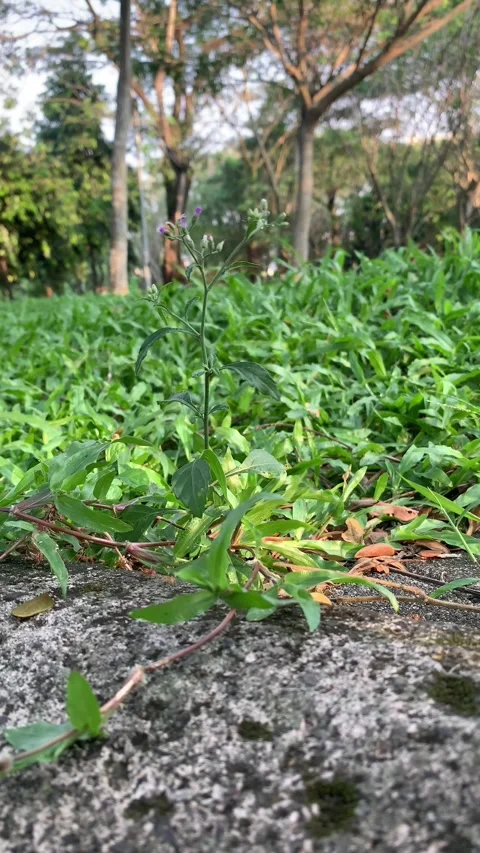 Small dame's rocket (hesperis matronalis) growing in the garden Stock Footage 277956931