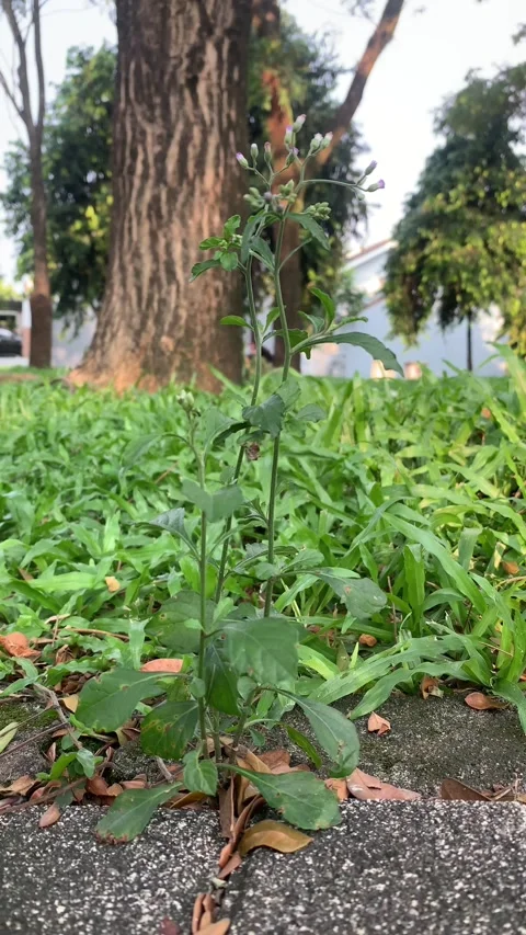 Small dame's rocket (hesperis matronalis) growing in the garden Stock Footage 277956944