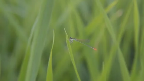 Small damselfly perched on a blade of grass in a field Stock Footage 301083033