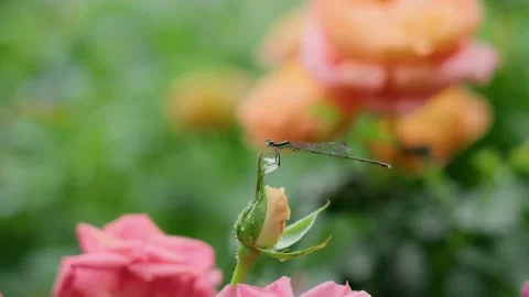 Small Damselfly Resting on a Dewy Rosebud in a Lush Garden Video stock 342231354