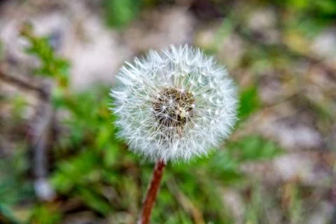 Small dandelion flower Stock Photos