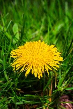 Small dandelion flower Stock Photos
