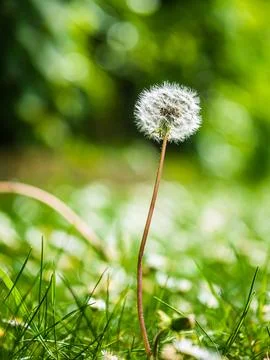 Small dandelion in grass on green background against sky Foto stock