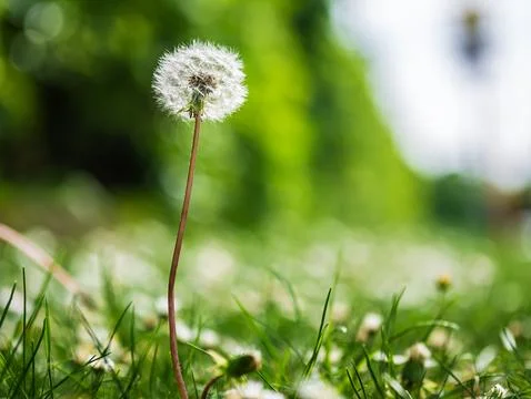 Small dandelion in grass on green background against sky Фото