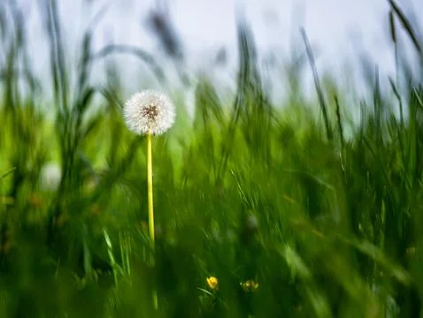 Small dandelion in grass on green background against sky Фото