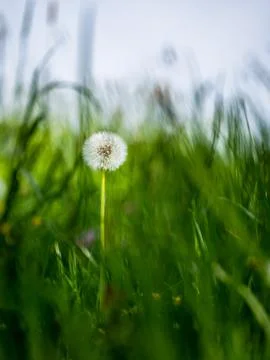 Small dandelion in grass on green background against sky Фото