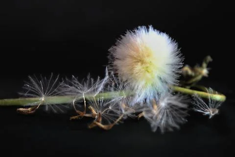 Small dandelion with seeds Stock Photos