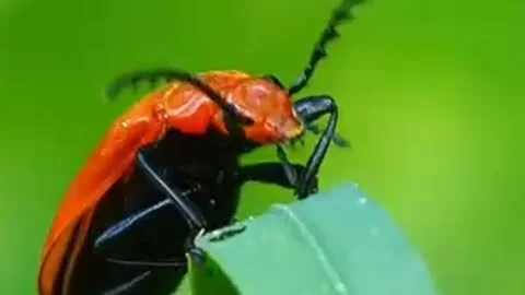 Small but dangerous insects Stock Footage 303638494