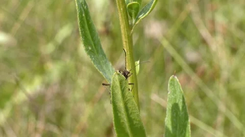 Small dark beetle insect resting on green plant stem with moving antennae 库存影片 340917963