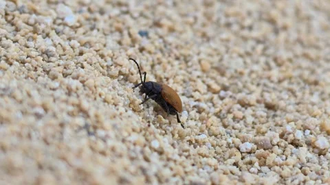 Small dark beetle moves across light gravel Stock Footage 341759333