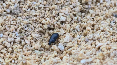 Small dark beetle moves across light gravel Stock Footage 341760585