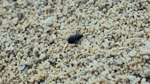 Small dark beetle moves across light gravel Stock Footage 341761537