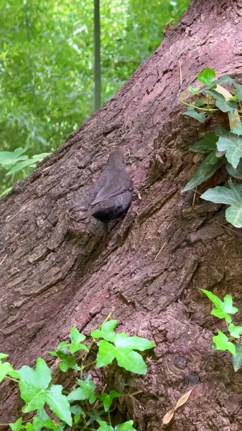 Small Dark Bird Climbing Tree Trunk in a Green Forest with Ivy and Bark Stock Footage 310209992