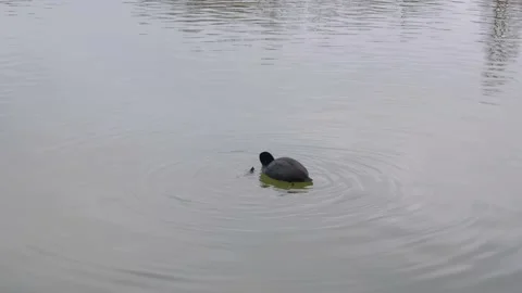 Small dark bird diving into water of a pond Stock Footage 149009247