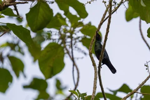 Small dark bird perches on a slender branch Stock Photos