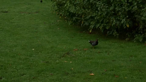 A small dark bird with a white patch on its face walks slowly on a freshly .. Video stock 321798195