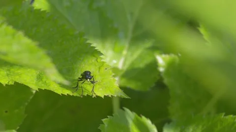 Small Dark Fly Resting on a Green Leaf and Taking Flight - 4K Slow Motion Stock Footage 337475784