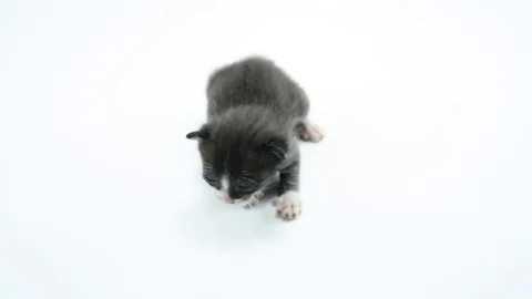 Small Dark Gray Kitten Isolated On White Background Stock Footage 83800036