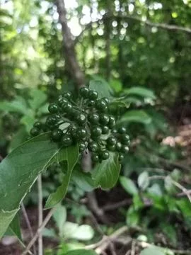 Small dark green fruit grows in teak gardens Foto stock