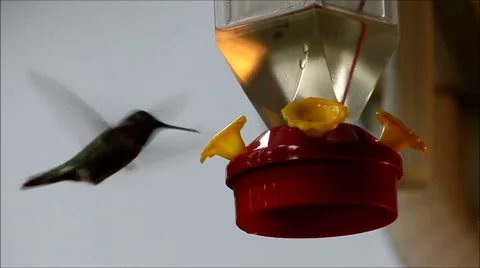 Small dark hummingbird with a red feeder Stock Footage 59910387