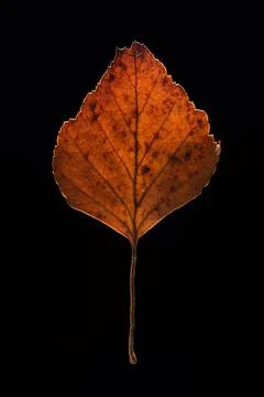 Small dark orange dried autumn leaf macro close up vertical shot isolated on  Fotos de archivo