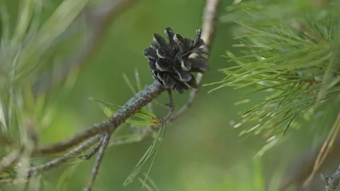 Small dark pine cone on branch among green needles close-up Stock Footage 337390516
