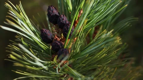 Small dark pine cones nestled among vibrant green needles sway gently in a slow Stock Footage 346279361