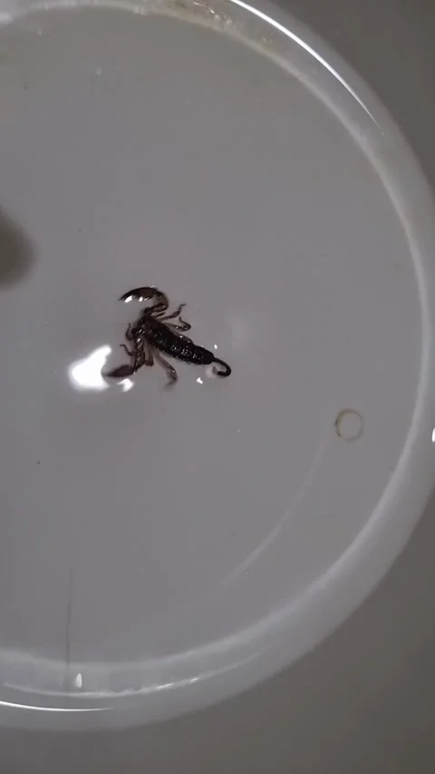 A small dark scorpion Video stock 337402978