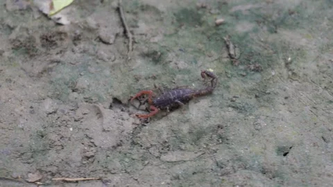Small Dark Scorpion 库存影片 340778580