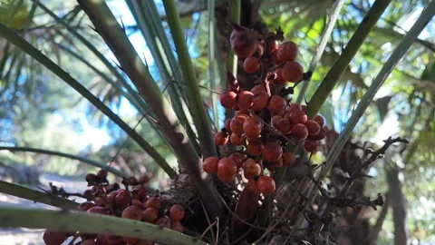 Small date palm tree with green fronds and tropical plant detail Vídeo Stock 322798866