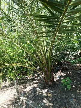 A small date tree Stock Photos