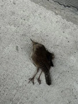 Small Dead Bird Lying on Pale Concrete Surface 写真素材