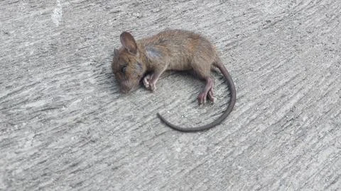 Small dead brown mouse lying on a textured weathered wooden surface backdrop Stock Photos